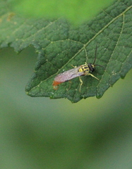 Psenulus continentis