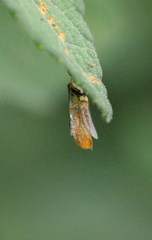 Psenulus continentis