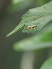 Psenulus continentis