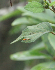 Psenulus continentis