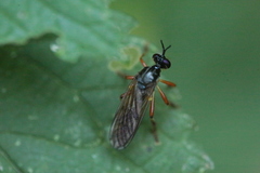 Dioctria cothurnata