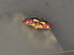 Pyrausta falcatalis