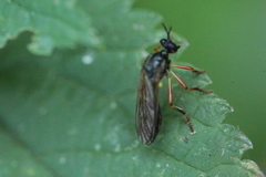 Dioctria cothurnata