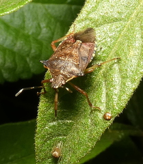 Podisus nigrispinus