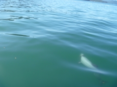 Cephalorhynchus hectori