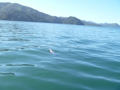 Cephalorhynchus hectori