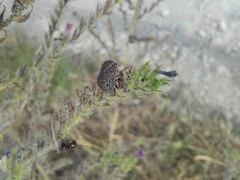 Psacasta exanthematica