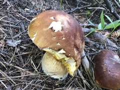 Boletus rubriceps