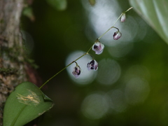 Stelis convallaria