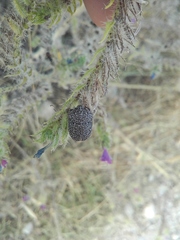 Psacasta exanthematica