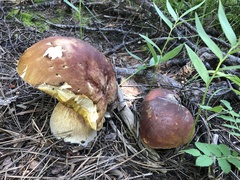 Boletus rubriceps