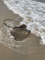 Bathytoshia centroura