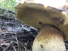 Boletus rubriceps