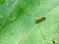 Eupteryx decemnotata