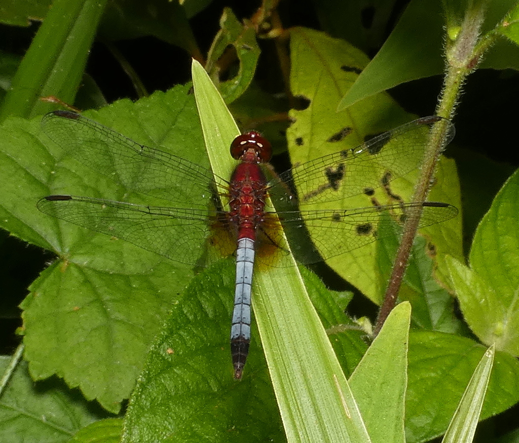 Red-faced Dragonlet