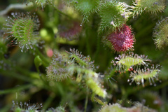 Drosera