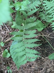 Deparia acrostichoides