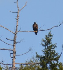 Haliaeetus albicilla