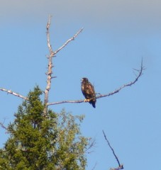 Haliaeetus albicilla