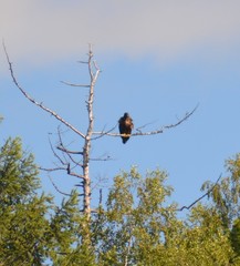 Haliaeetus albicilla