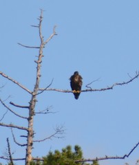 Haliaeetus albicilla