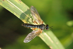 Dioctria cothurnata