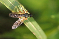 Dioctria cothurnata