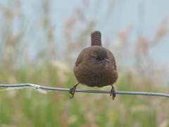 Troglodytes troglodytes zetlandicus
