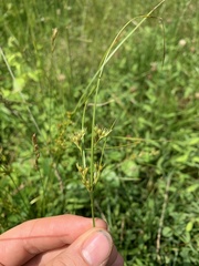 Juncus dichotomus