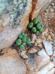 Conophytum violaciflorum
