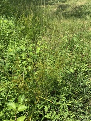 Juncus dichotomus