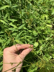 Juncus dichotomus