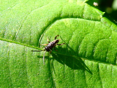 Brachygaster minuta