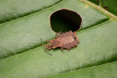 Phyllotingis