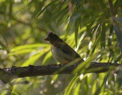 Fringilla montifringilla