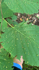 Phytoptus