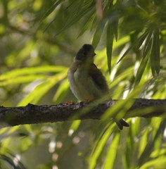Fringilla montifringilla