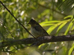 Fringilla montifringilla