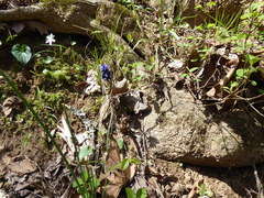 Muscari neglectum