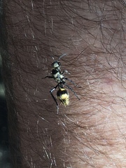 Dasymutilla paradoxa