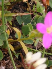 Centaurium littorale
