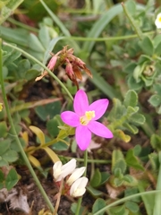 Centaurium littorale