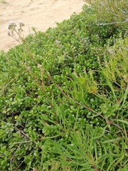 Gypsophila fastigiata