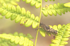 Melanoplus fasciatus