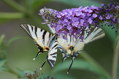 Iphiclides podalirius