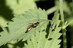 Ichneumon xanthorius