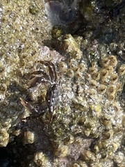 Pachygrapsus socius