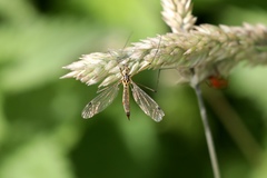 Nephrotoma cornicina