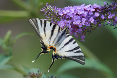Iphiclides podalirius