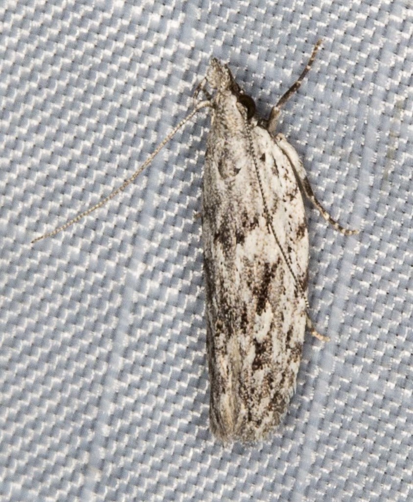 Hypatima cyrtopleura